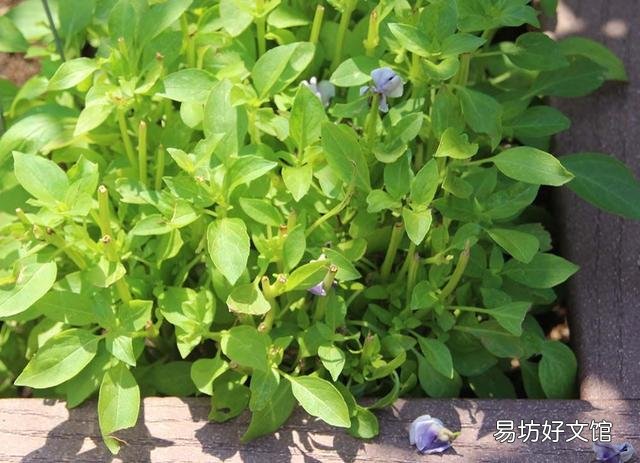 蓝猫是什么品种(英短蓝猫是什么品种)