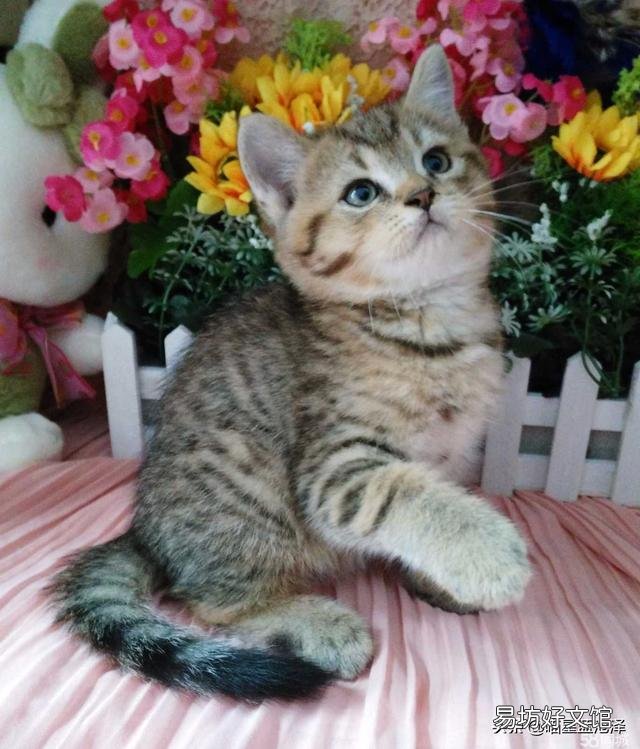 蓝猫是什么品种(英短蓝猫是什么品种)