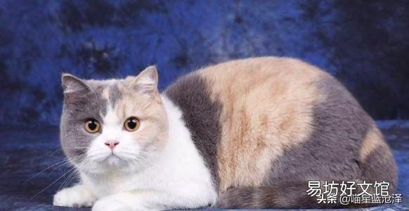 蓝猫是什么品种(英短蓝猫是什么品种)