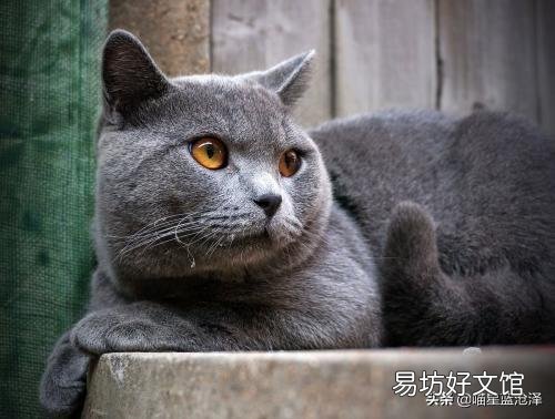 蓝猫是什么品种(英短蓝猫是什么品种)