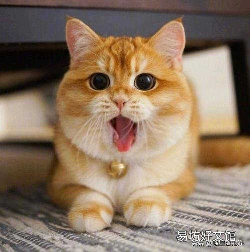 蓝猫是什么品种(英短蓝猫是什么品种)