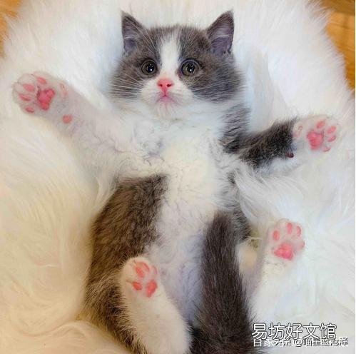 蓝猫是什么品种(英短蓝猫是什么品种)