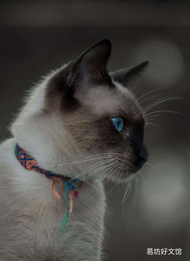 长毛暹罗猫的优缺点(长毛暹罗猫好养吗)