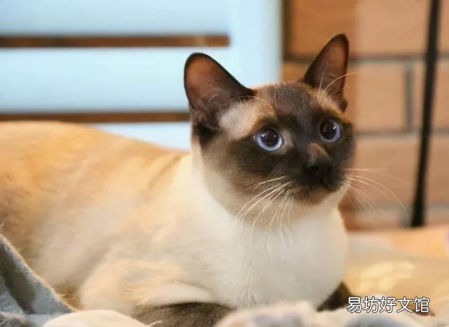 长毛暹罗猫的优缺点(长毛暹罗猫好养吗)