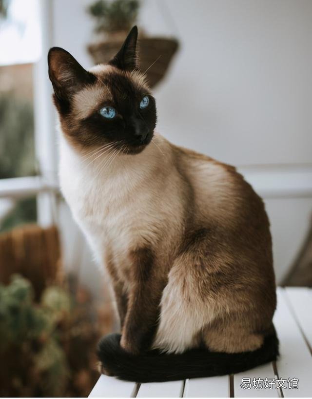 长毛暹罗猫的优缺点(长毛暹罗猫好养吗)