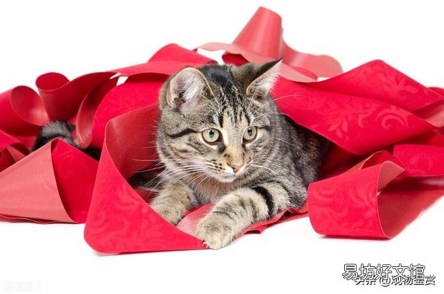 狸花猫和虎斑猫的区别(狸花猫和虎斑猫怎么区分)