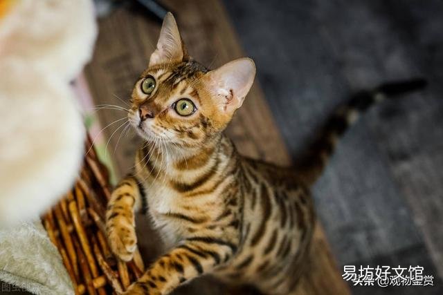 狸花猫和虎斑猫的区别(狸花猫和虎斑猫怎么区分)