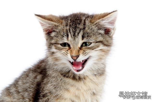 狸花猫和虎斑猫的区别(狸花猫和虎斑猫怎么区分)