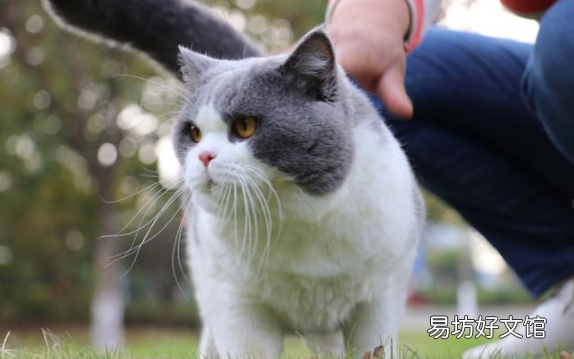 英短猫粮推荐(适合英短的猫粮有哪些)