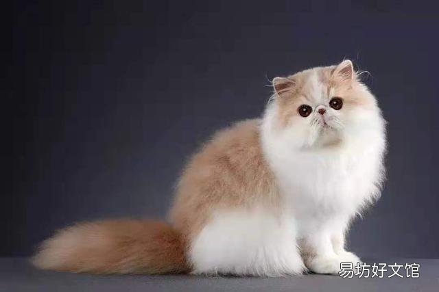 英短橘猫是什么品种(橘色的英短是什么猫)