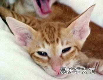 英短橘猫是什么品种(橘色的英短是什么猫)