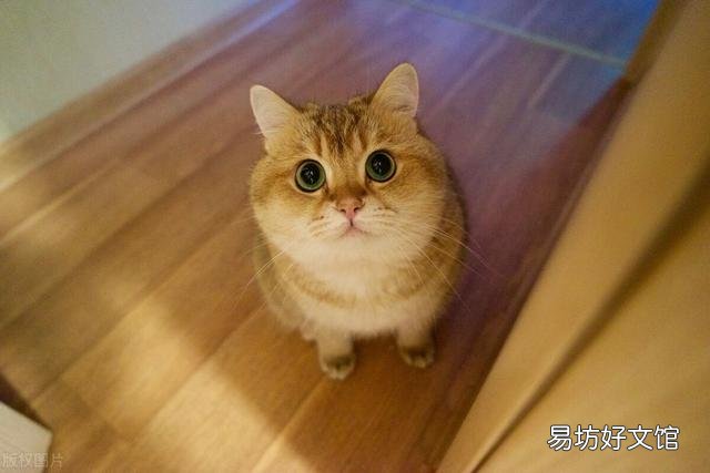 英短橘猫是什么品种(橘色的英短是什么猫)