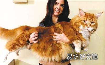 英短橘猫是什么品种(橘色的英短是什么猫)