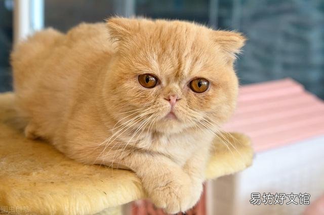 英短橘猫是什么品种(橘色的英短是什么猫)