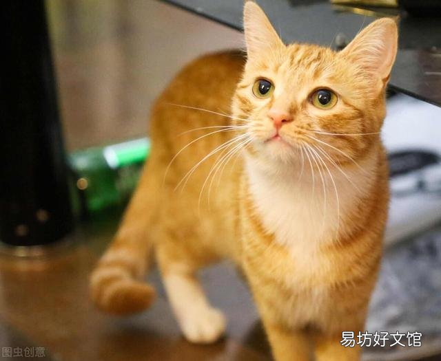 英短橘猫是什么品种(橘色的英短是什么猫)