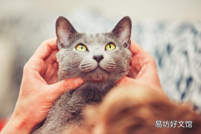 折耳蓝猫好养吗(养折耳蓝猫注意事项)