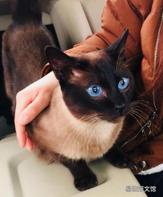 折耳蓝猫好养吗(养折耳蓝猫注意事项)