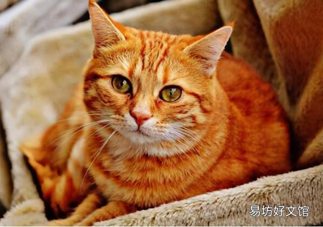 折耳蓝猫好养吗(养折耳蓝猫注意事项)