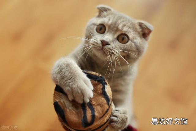 折耳蓝猫好养吗(养折耳蓝猫注意事项)