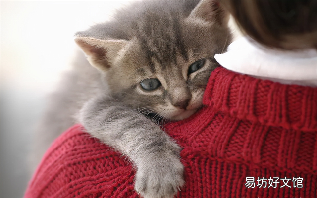 折耳蓝猫好养吗(养折耳蓝猫注意事项)
