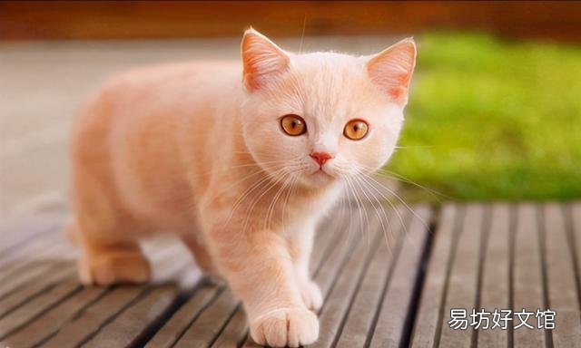 猫咪体外驱虫多久一次(家养猫咪体外驱虫多久一次)