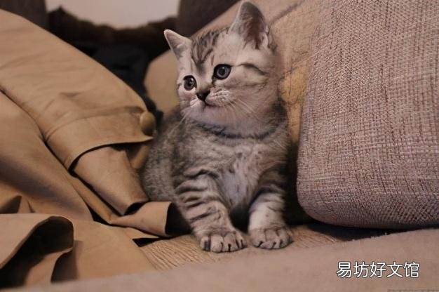 猫咪体外驱虫多久一次(家养猫咪体外驱虫多久一次)