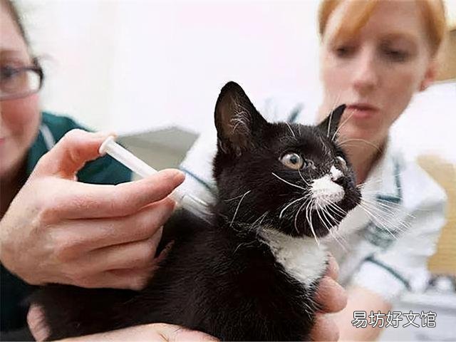 猫咪体外驱虫多久一次(家养猫咪体外驱虫多久一次)