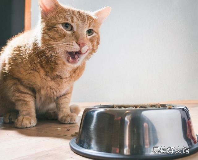 猫咪体外驱虫多久一次(家养猫咪体外驱虫多久一次)