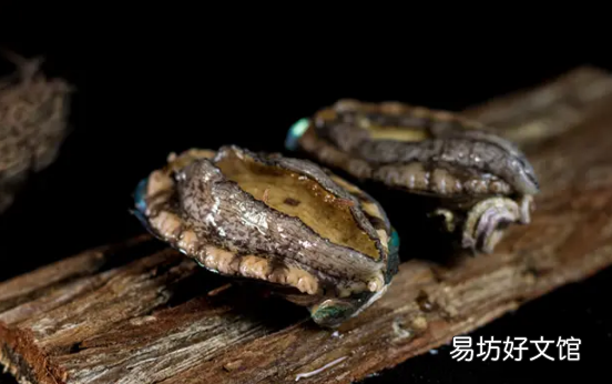 鲍鱼冷冻注意事项 鲍鱼直接冷冻还是煮熟后冷冻
