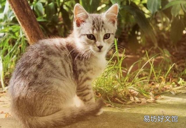 狮子猫是大型猫吗(临清狮子猫是大型猫吗)