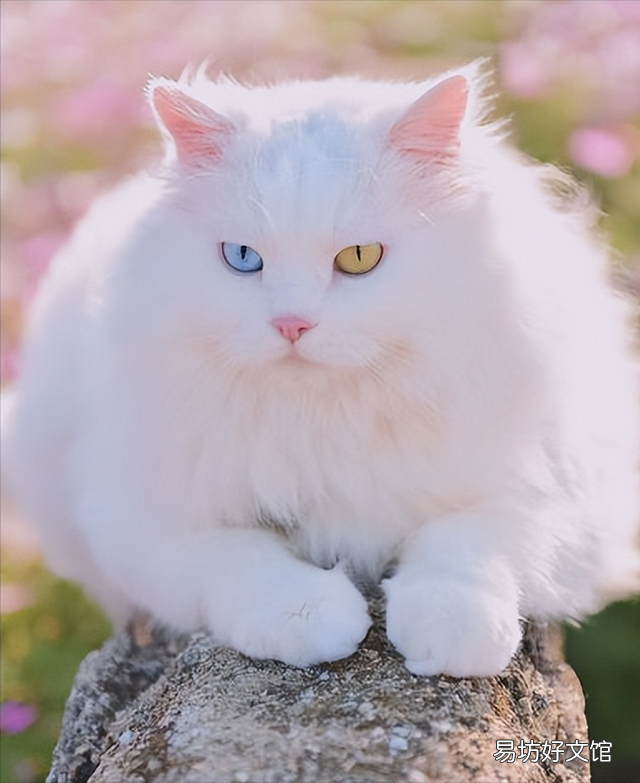 狮子猫是大型猫吗(临清狮子猫是大型猫吗)