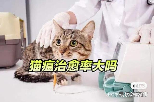猫瘟治愈的几率大吗(成年猫瘟治愈的几率大吗)