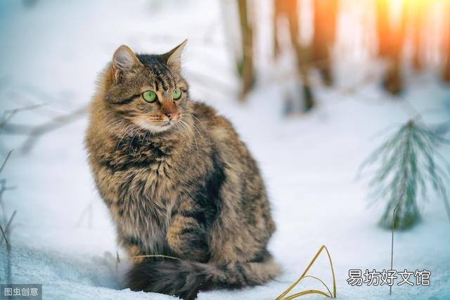 西伯利亚森林猫掉毛严重吗(森林猫掉毛厉害吗)