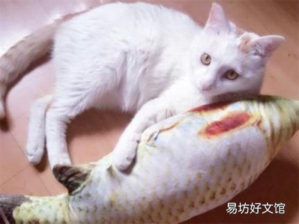 猫薄荷对猫有什么作用(猫薄荷对猫有啥作用)