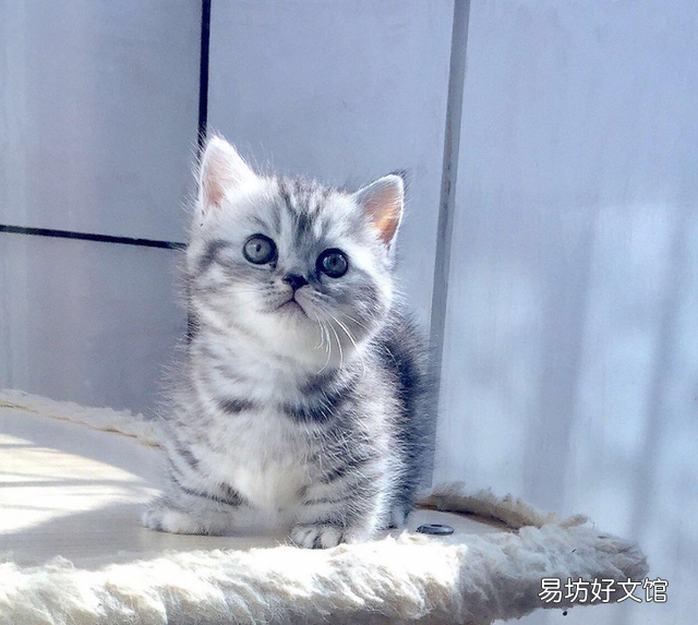 短腿猫是基因缺陷吗(短腿猫有基因缺陷吗)
