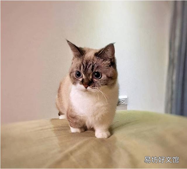 短腿猫是基因缺陷吗(短腿猫有基因缺陷吗)