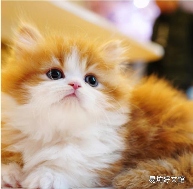 短腿猫是基因缺陷吗(短腿猫有基因缺陷吗)