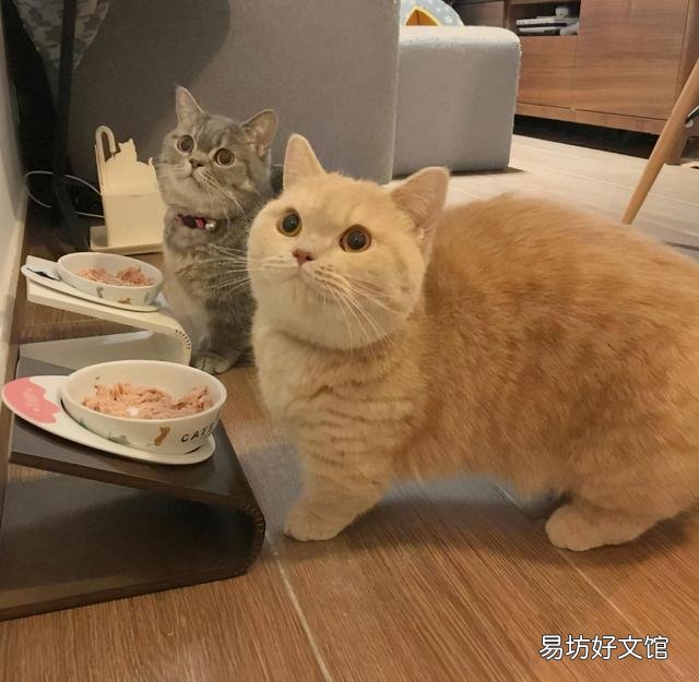 短腿猫是基因缺陷吗(短腿猫有基因缺陷吗)