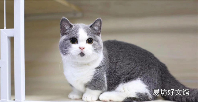 短腿猫是基因缺陷吗(短腿猫有基因缺陷吗)