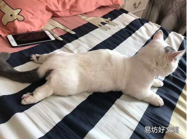 短腿猫是基因缺陷吗(短腿猫有基因缺陷吗)