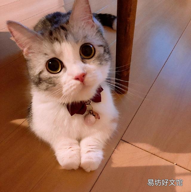 短腿猫是基因缺陷吗(短腿猫有基因缺陷吗)