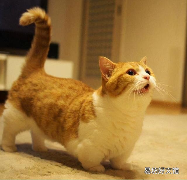 短腿猫是基因缺陷吗(短腿猫有基因缺陷吗)