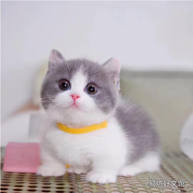 短腿猫是基因缺陷吗(短腿猫有基因缺陷吗)
