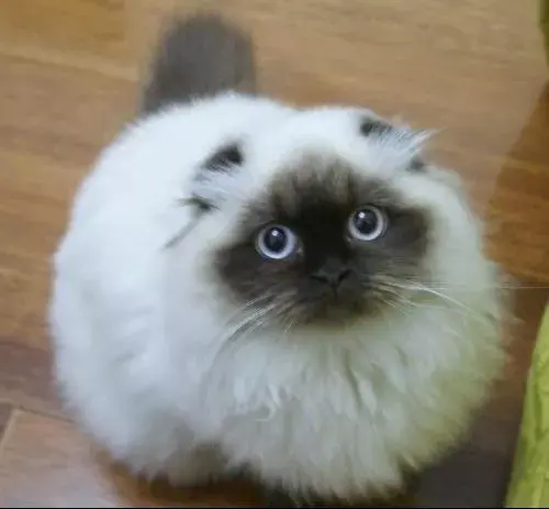 喜马拉雅猫聪明吗(喜马拉雅猫的智商)