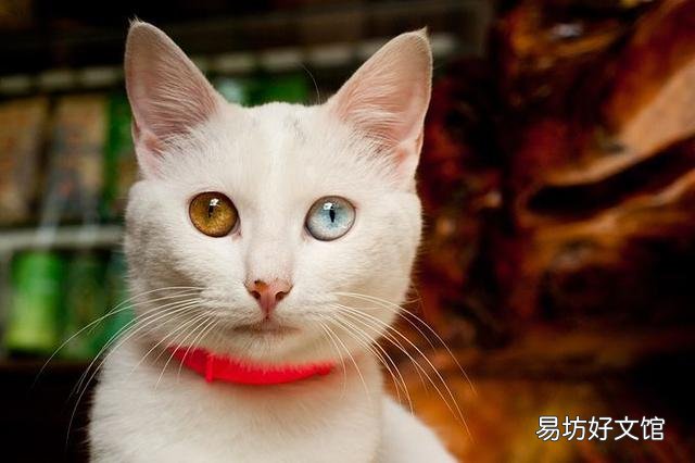 蓝眼白猫是聋子吗(蓝眼睛白猫为什么会聋)
