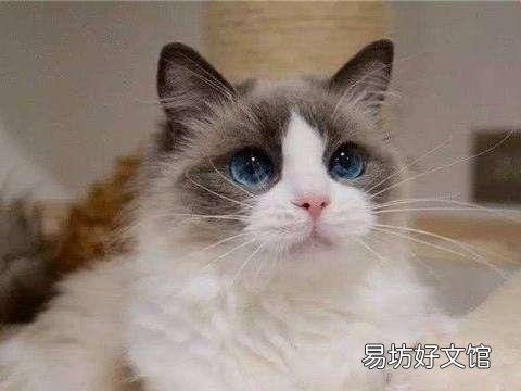 蓝眼白猫是聋子吗(蓝眼睛白猫为什么会聋)