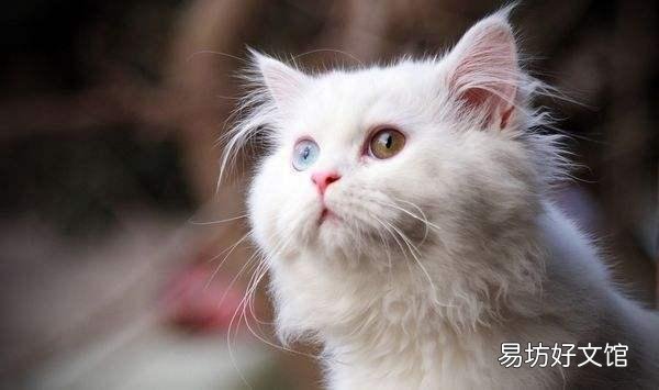 蓝眼白猫是聋子吗(蓝眼睛白猫为什么会聋)