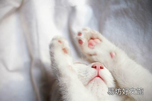 蓝眼白猫是聋子吗(蓝眼睛白猫为什么会聋)
