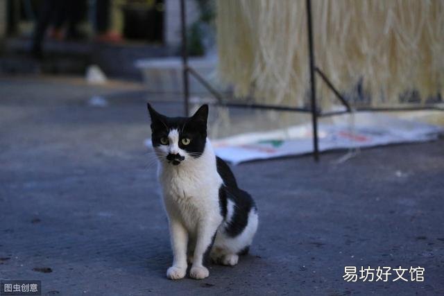 家猫是什么品种(普通家猫是什么品种)