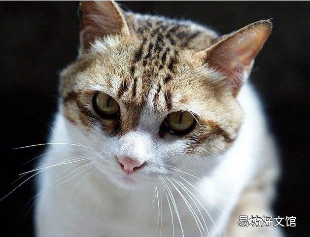 家猫是什么品种(普通家猫是什么品种)